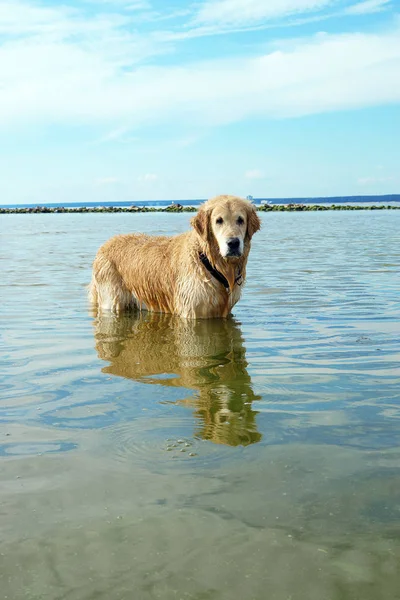 Dog breed golden retriever standing in the sea