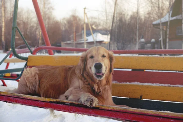 Perro de raza pelirroja Golden Retriever se encuentra en un columpio multicolor de madera —  Fotos de Stock