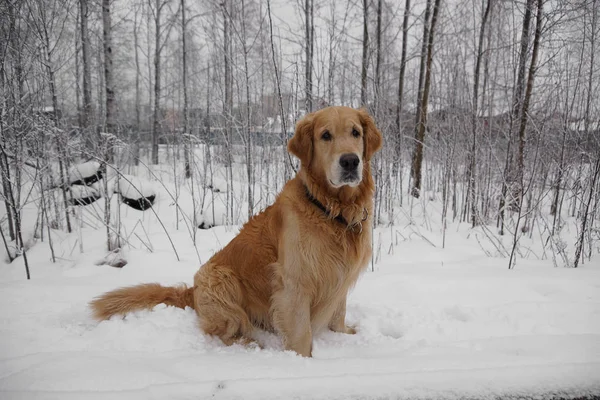 Perro de pelo rojo raza Golden Retriever se sienta en la nieve en el bosque . — Foto de Stock