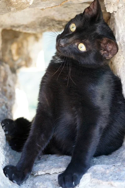 Black Kitten Sits Stone Niche Turning His Head One Side — Stock Photo, Image