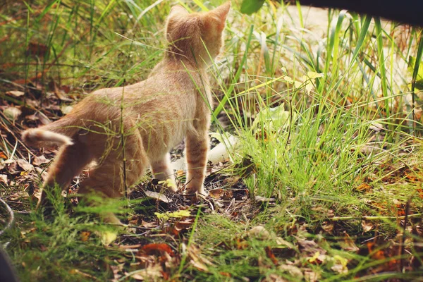 Kızıl Saçlı Yavru Kedi Sırtı Ile Bize Standları Ileri Görünüyor — Stok fotoğraf