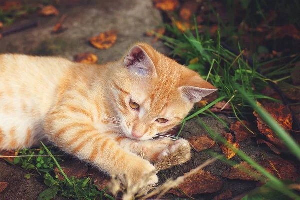 Імбирний Кошеня Лежить Землі Грається Ниткою Поруч Осіннім Листям — стокове фото