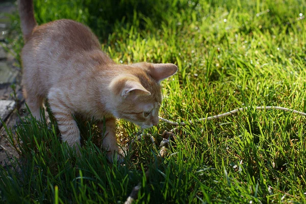 Red Haired Kitten Plays Rope Lawn — Stock Photo, Image