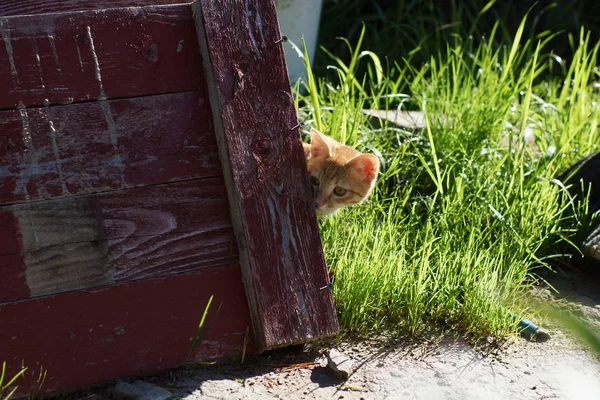 Red Haired Kitten Peeks Out Wooden Shield — Stock Photo, Image