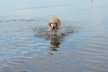 Kızıl saçlı köpek doğurmak Golden Retriever denizden geliyor.