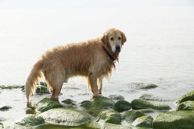 Kızıl saçlı köpek doğurmak golden retriever koyu yeşil taşlar denizde çıkar.