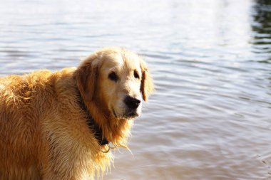Kızıl saçlı köpek suya ayakta ve kameraya bakarak bir golden retriever ırkları.