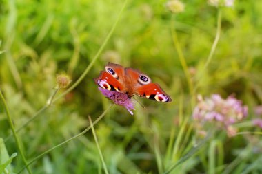 Parlak kırmızı kelebek yaz aylarında bir çiçek nektar toplar.