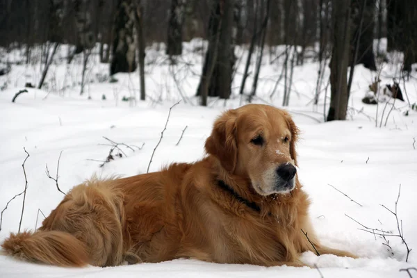 Perro Pelo Rojo Raza Golden Retriever Encuentra Invierno Nieve Bosque —  Fotos de Stock