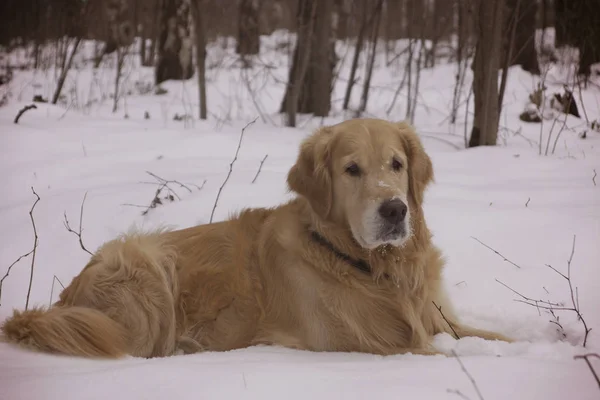 Perro Raza Pelirroja Golden Retriever Yace Invierno Nieve —  Fotos de Stock