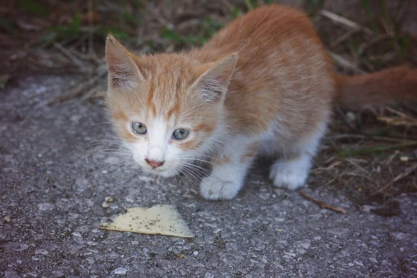 Gatito Callejero Pelirrojo Come Queso Sobre Asfalto Sucio Sin Hogar — Foto de Stock