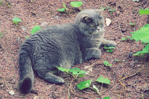 Gatito Gris Raza Británica Yace Suelo — Foto de Stock