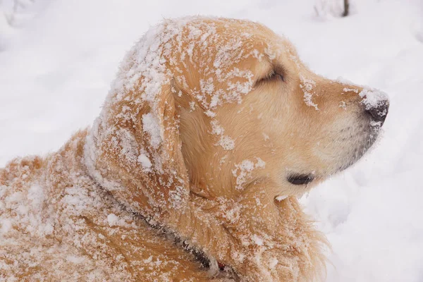 Rudowłosa Pies Rasy Golden Retriever Wygląda Daleko Wszystkie Pokryte Śniegiem — Zdjęcie stockowe