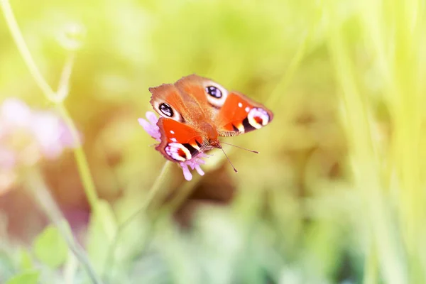 Mariposa Roja Brillante Sienta Una Flor Claro Verano — Foto de Stock