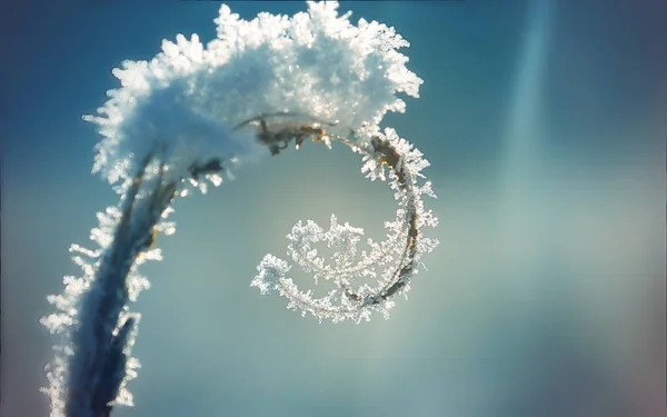 Rostlina se spirálou pokryta ledem a sněhem na pozadí modré zimní — Stock fotografie