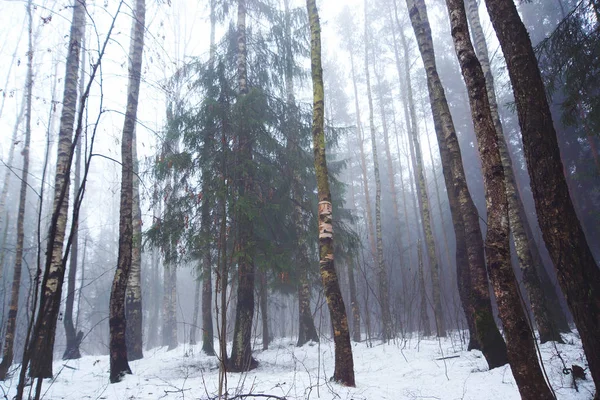 Листяний Ліс Ранню Зиму Туманній Погоді — стокове фото