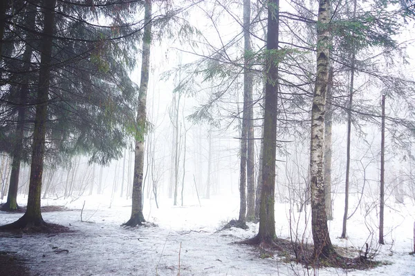 Lövskog Början Vintern Stark Dimma — Stockfoto