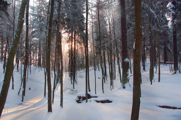 Dawn in a winter snowy forest from deciduous trees.
