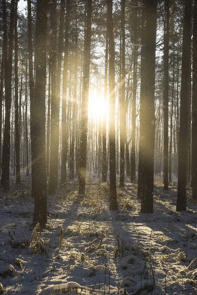 Paprsky Pronikající Kmeny Korun Stromů Zimě Zasněženém Lese — Stock fotografie
