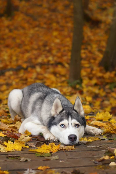 Gri-beyaz husky doğurmak köpek farklı gözlerle sonbahar parkta bir yürüyüş için ıslak düşen yapraklarla kaplı bir tahta köprüden yatıyor.