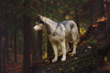 Husky doğurmak köpek ormana düşmüş ağaç gövdesi üzerinde duruyor ve uzak görünüyor