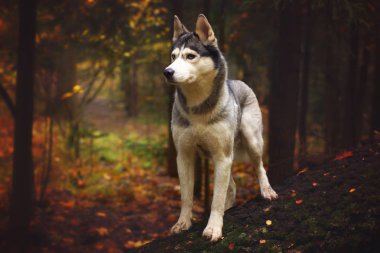 Bir köpek doğurmak sonbahar ormana düşmüş ağaç gövdesi üzerinde Husky duruyor ve uzak görünüyor.