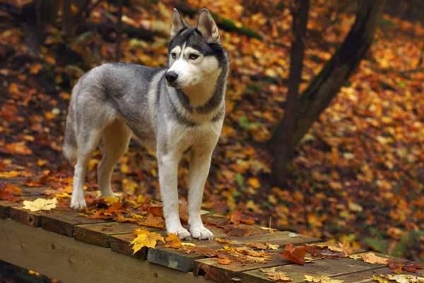 一只狗在森林里的一座木桥上竖立着哈士奇 秋天落叶 — 图库照片