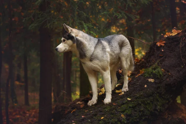 Husky Doğurmak Köpek Ormana Düşmüş Ağaç Gövdesi Üzerinde Duruyor Uzak — Stok fotoğraf