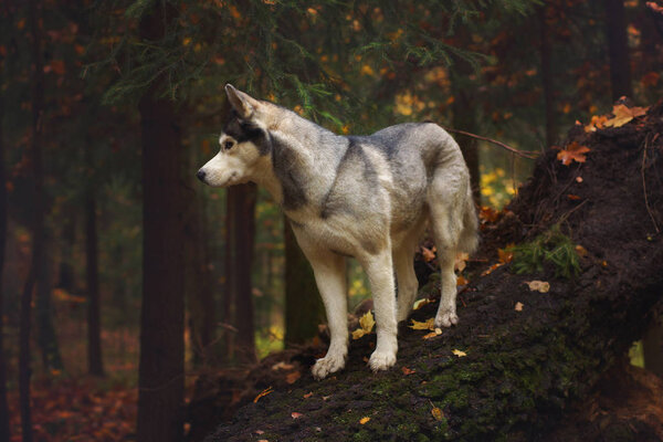 A husky breed dog stands on a fallen tree trunk in the forest and looks away