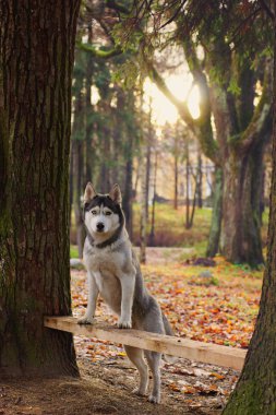 Husky doğurmak köpek ayakta pençeleri ağaçları arasında bir bankta.