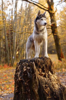Sonbahar orman arka plan üzerinde yüksek bir güdük üzerinde bir köpek doğurmak Husky duruyor.