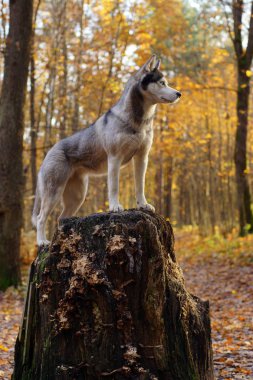 Husky doğurmak köpek ayakta yüksek bir güdük ve ileriye dönük.