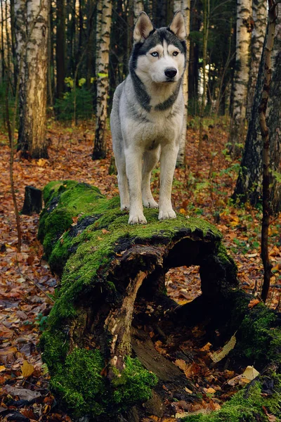 Een Hond Van Het Ras Husky Met Andere Ogen Staat — Stockfoto
