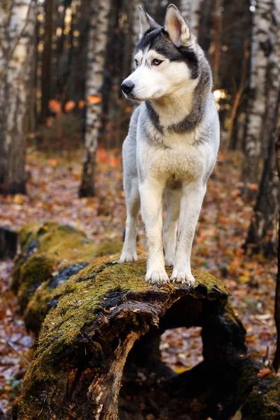 秋の森に倒れた木の上に立っての別の目とハスキー犬の品種 — ストック写真
