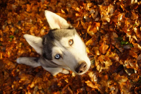 A dog of breed Husky with different eyes sits on bright autumn leaves, lifting his head.