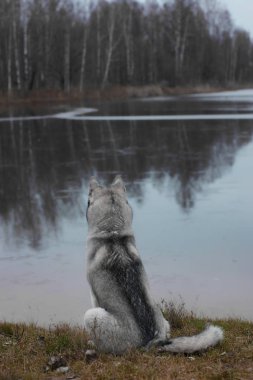 Bir gri husky doğurmak köpek oturur ve gölde bir sonbahar akşamı görünüyor