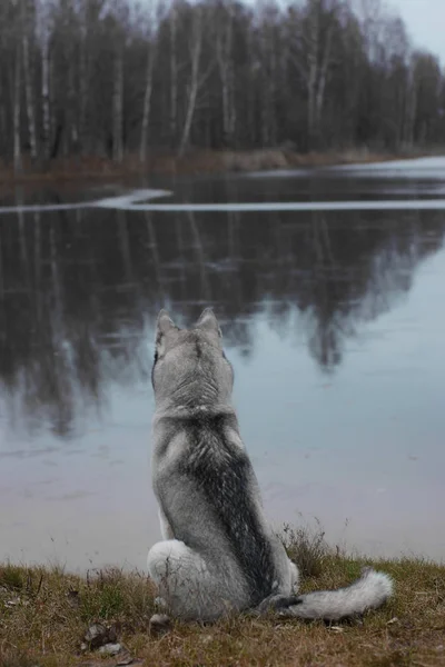 灰色のハスキー犬が座っているし、秋の午後に湖を見て — ストック写真