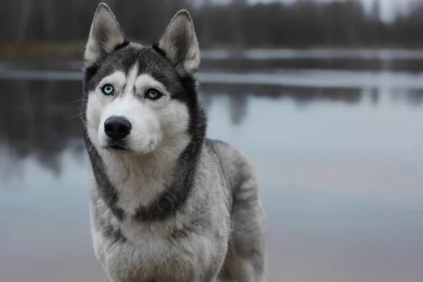 Gray dog breed Husky with different eyes color stands on the shore of the autumn lake.
