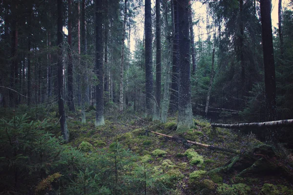 Tjock Granskog Med Unga Julgranar Och Mossiga Marken — Stockfoto