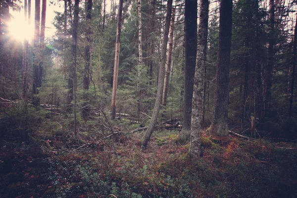 Solen Tränger Igenom Den Täta Skogen Med Många Träd — Stockfoto