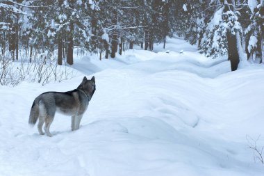Gri köpek doğurmak Husky standları uzak görüntüleyiciden mesafe içine kış park ve görünüyor yolda