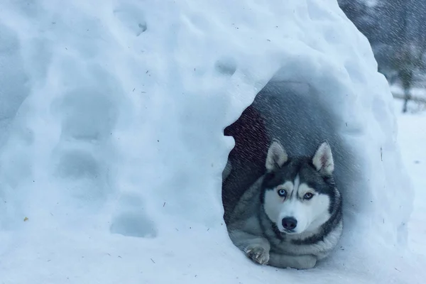 Karlı ev, Eskimolar arasında denilen Igloo girişinde Husky köpek doğurmak yatıyor, bu şiddetli kar yağışı