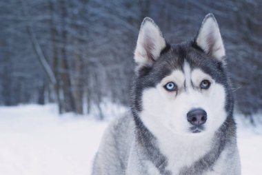 Köpek doğurmak Husky gözleri farklı renklerde kış park vardır