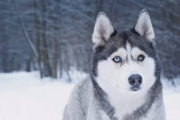 Hond is RAS Husky met ogen van verschillende kleuren in de winter park — Stockfoto