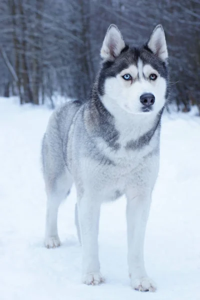 Psa plemene Husky s očima různých barev stojí v parku zimě pokryté sněhem. — Stock fotografie
