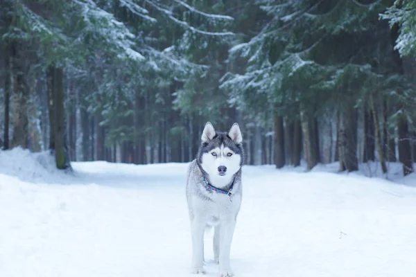 Een hond fokken van stands van de Husky in de sneeuw in het bos in de winter en kijkt naar de camera — Stockfoto