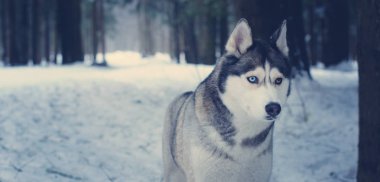 Husky köpek doğurmak ormanda kışın duruyor.