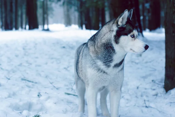 Een hond fokken Husky staat in het bos in de winter en ziet er weg — Stockfoto