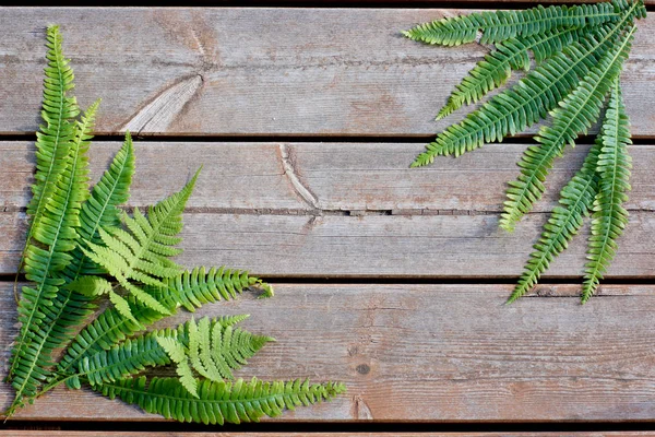 Trä bakgrund med liggande gröna ormbunkar grenar i hörnen diagonalt, naturligt begrepp — Stockfoto