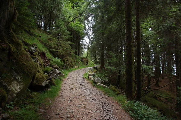 Journey to Norway, forest path for hiking in a clean place, going uphill
